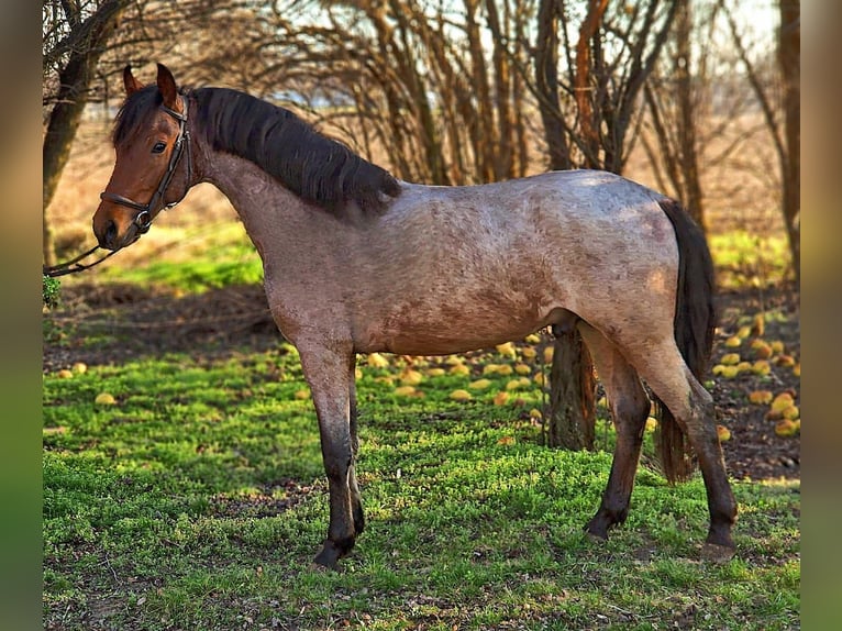 Altri pony/cavalli di piccola taglia Castrone 4 Anni 148 cm in Deggendorf