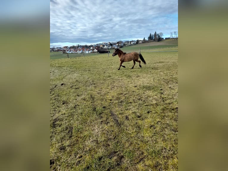 Altri pony/cavalli di piccola taglia Mix Castrone 4 Anni 149 cm Falbo baio in Bad Saulgau