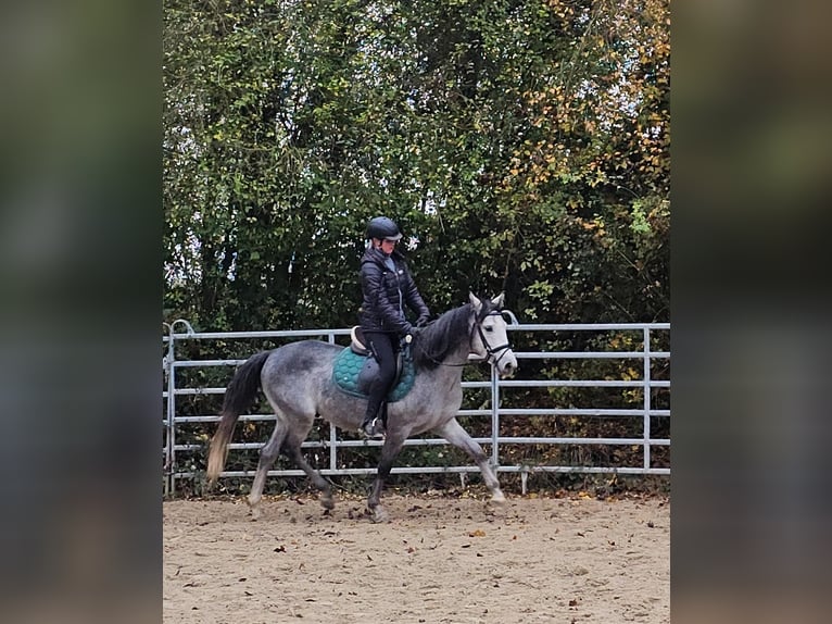 Altri pony/cavalli di piccola taglia Castrone 4 Anni 151 cm Grigio pezzato in Bad Camberg