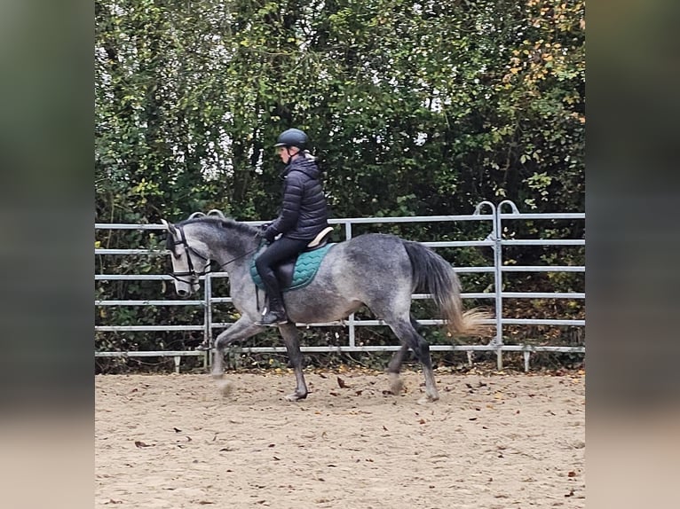 Altri pony/cavalli di piccola taglia Castrone 4 Anni 151 cm Grigio pezzato in Bad Camberg