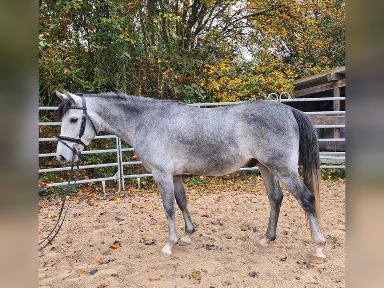 Altri pony/cavalli di piccola taglia Castrone 4 Anni 151 cm Grigio pezzato in Bad Camberg