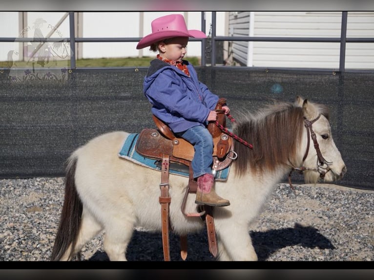 Altri pony/cavalli di piccola taglia Castrone 4 Anni 94 cm Pelle di daino in Lindon