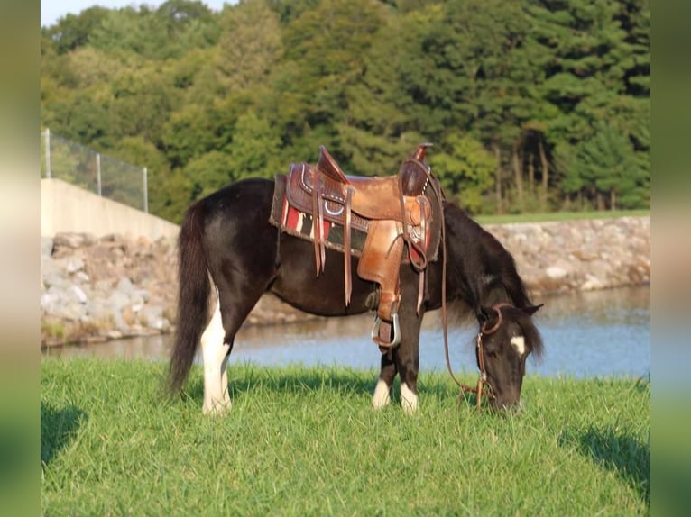 Altri pony/cavalli di piccola taglia Castrone 4 Anni 94 cm Pezzato in Rebersburg, PA