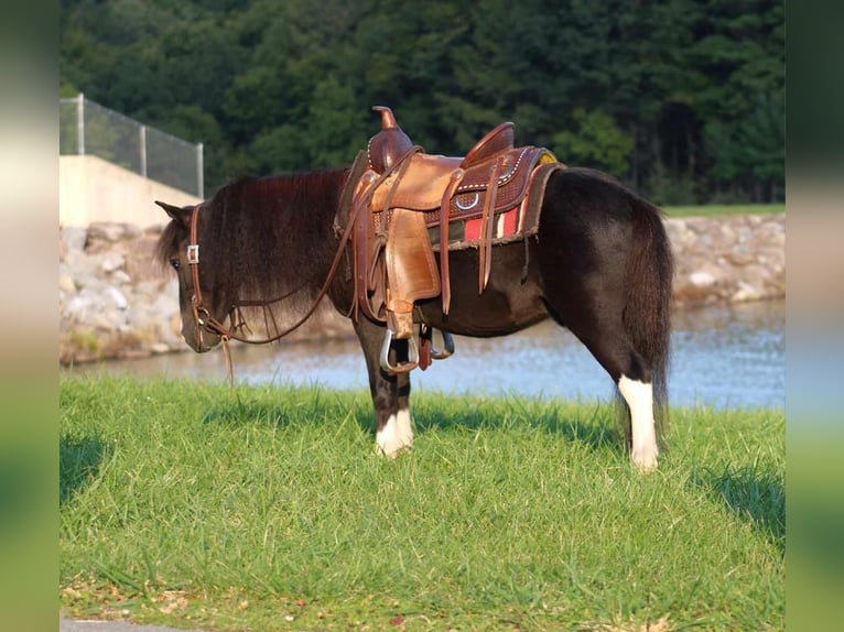 Altri pony/cavalli di piccola taglia Castrone 4 Anni 94 cm Pezzato in Rebersburg, PA