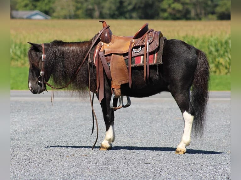 Altri pony/cavalli di piccola taglia Castrone 4 Anni 94 cm Pezzato in Rebersburg, PA