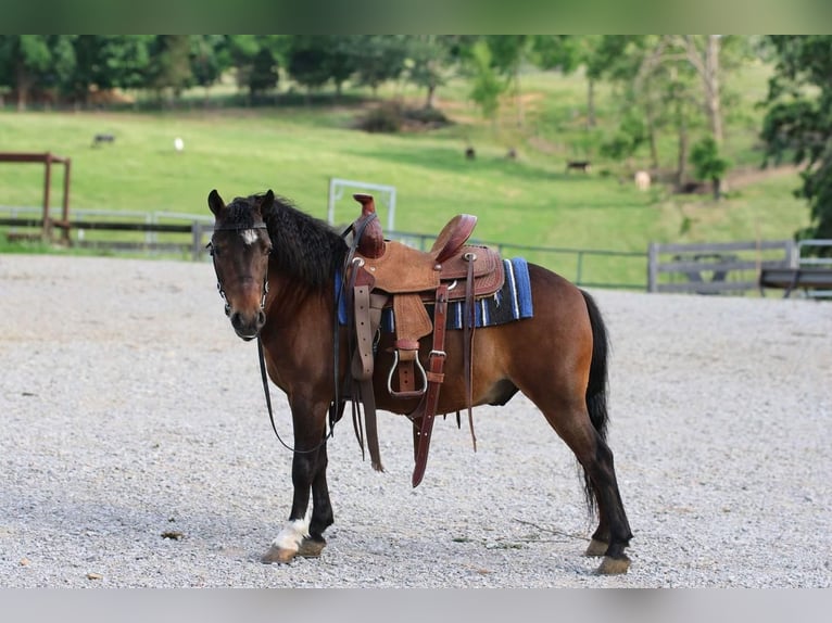 Altri pony/cavalli di piccola taglia Castrone 5 Anni 102 cm Baio ciliegia in Glasgow