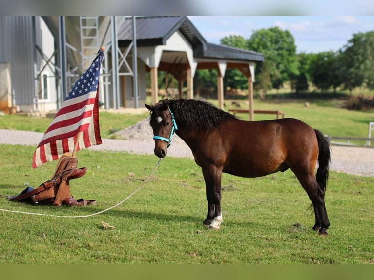 Altri pony/cavalli di piccola taglia Castrone 5 Anni 102 cm Baio ciliegia in Glasgow