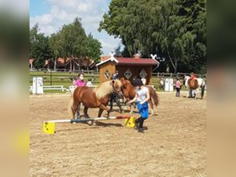 Altri pony/cavalli di piccola taglia Castrone 5 Anni 110 cm in Eggermühlen