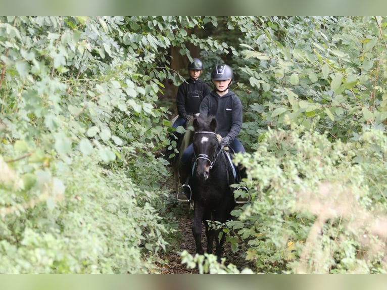 Altri pony/cavalli di piccola taglia Castrone 5 Anni 125 cm Morello in Bogaarden