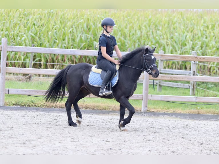 Altri pony/cavalli di piccola taglia Castrone 5 Anni 125 cm Morello in Bogaarden