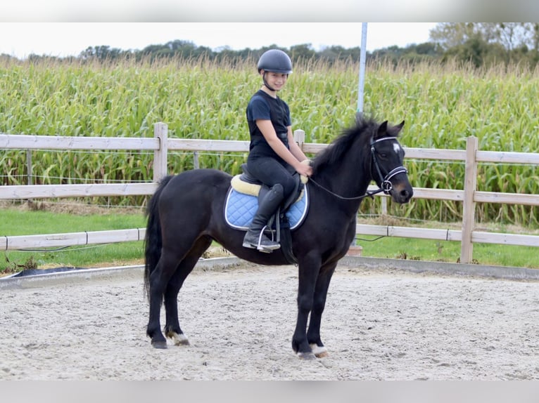 Altri pony/cavalli di piccola taglia Castrone 5 Anni 125 cm Morello in Bogaarden