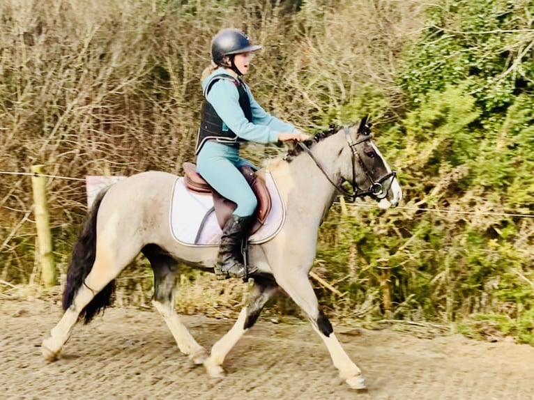 Altri pony/cavalli di piccola taglia Castrone 5 Anni 128 cm Pezzato in Mountrath