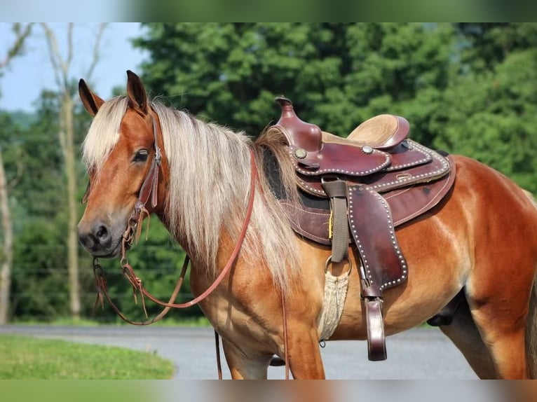 Altri pony/cavalli di piccola taglia Castrone 5 Anni 130 cm Sauro ciliegia in Millerstown, PA