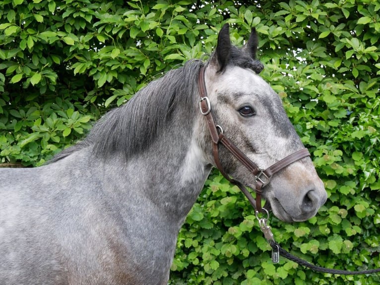 Altri pony/cavalli di piccola taglia Castrone 5 Anni 135 cm in Dorsten