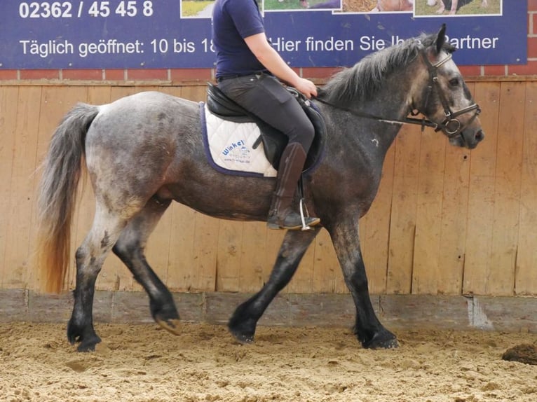 Altri pony/cavalli di piccola taglia Castrone 5 Anni 135 cm in Dorsten