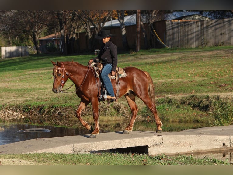 Altri pony/cavalli di piccola taglia Castrone 5 Anni 137 cm Sauro ciliegia in Joshua, TX