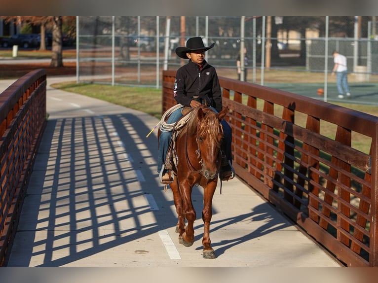 Altri pony/cavalli di piccola taglia Castrone 5 Anni 137 cm Sauro ciliegia in Joshua, TX