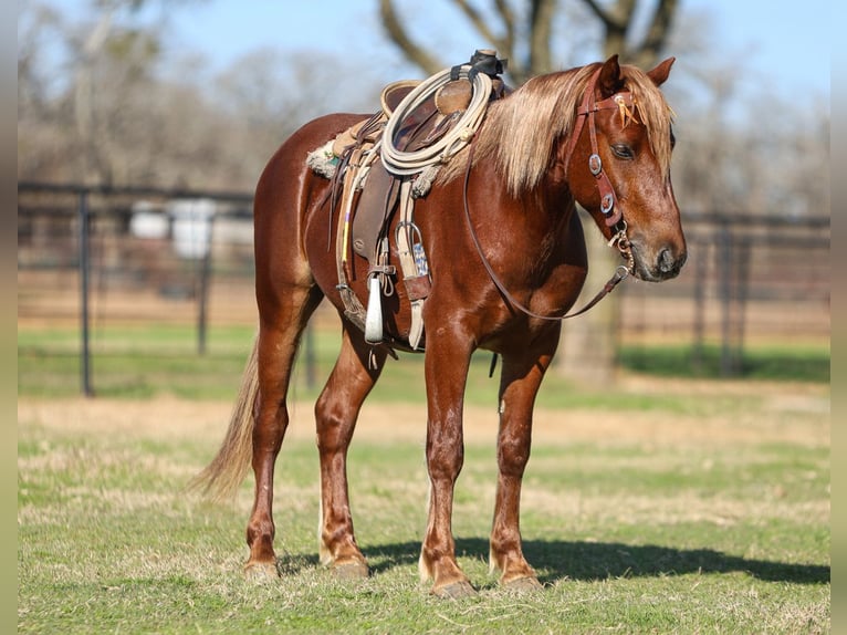 Altri pony/cavalli di piccola taglia Castrone 5 Anni 137 cm Sauro ciliegia in Joshua, TX