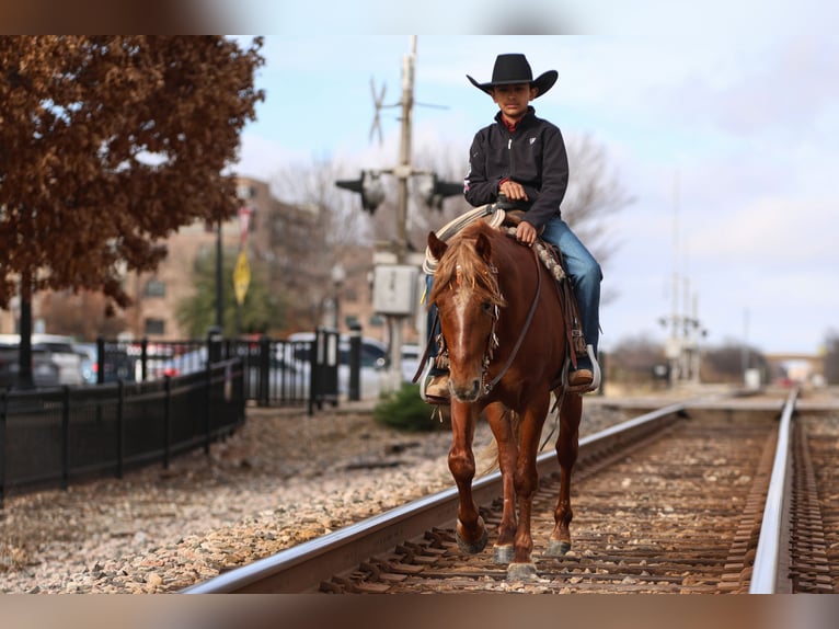 Altri pony/cavalli di piccola taglia Castrone 5 Anni 137 cm Sauro ciliegia in Joshua, TX