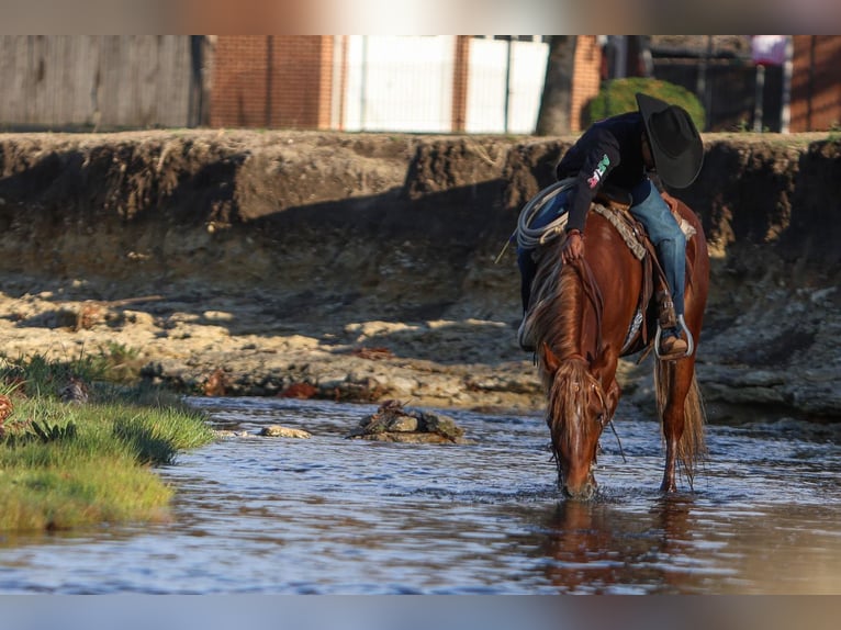 Altri pony/cavalli di piccola taglia Castrone 5 Anni 137 cm Sauro ciliegia in Joshua, TX