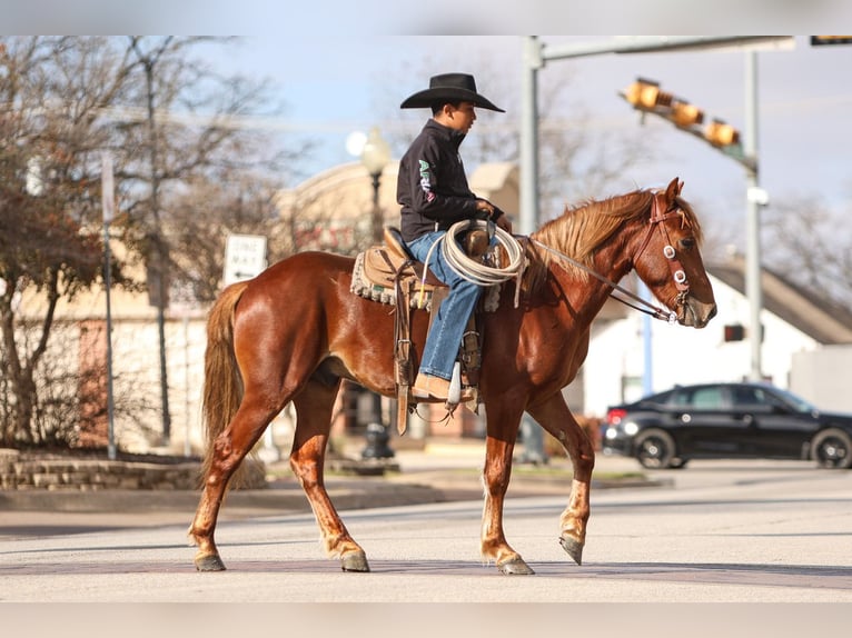 Altri pony/cavalli di piccola taglia Castrone 5 Anni 137 cm Sauro ciliegia in Joshua, TX