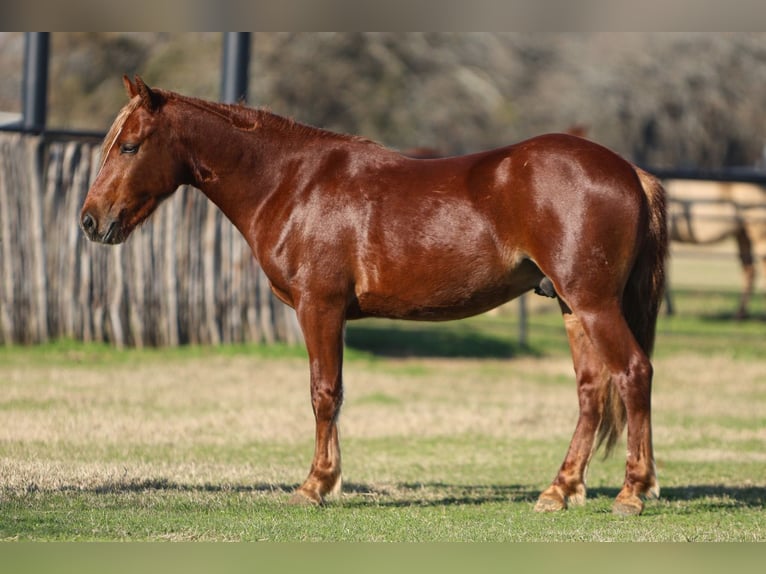 Altri pony/cavalli di piccola taglia Castrone 5 Anni 137 cm Sauro ciliegia in Joshua, TX