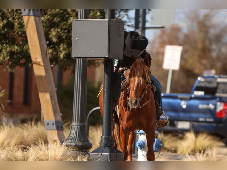 Altri pony/cavalli di piccola taglia Castrone 5 Anni 137 cm Sauro ciliegia in Joshua, TX