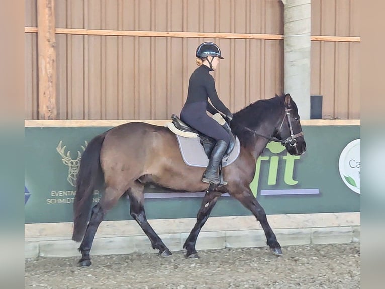 Altri pony/cavalli di piccola taglia Castrone 5 Anni 145 cm Falbo in Schattendorf