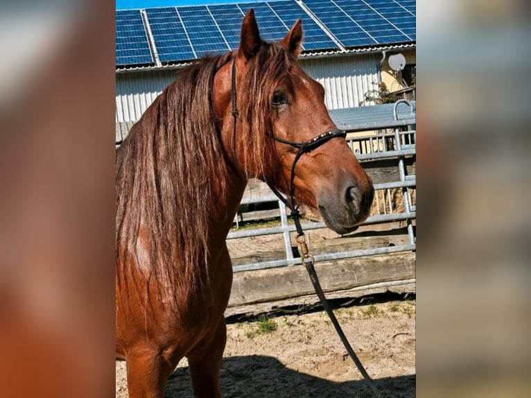 Altri pony/cavalli di piccola taglia Castrone 5 Anni 150 cm Sauro in Bad Camberg