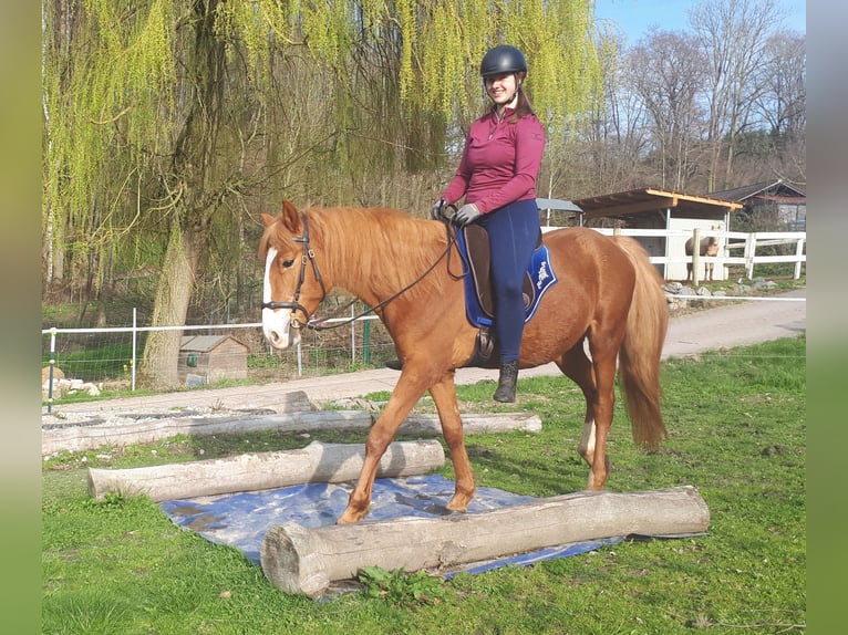 Altri pony/cavalli di piccola taglia Castrone 5 Anni 150 cm Sauro in Bayerbach