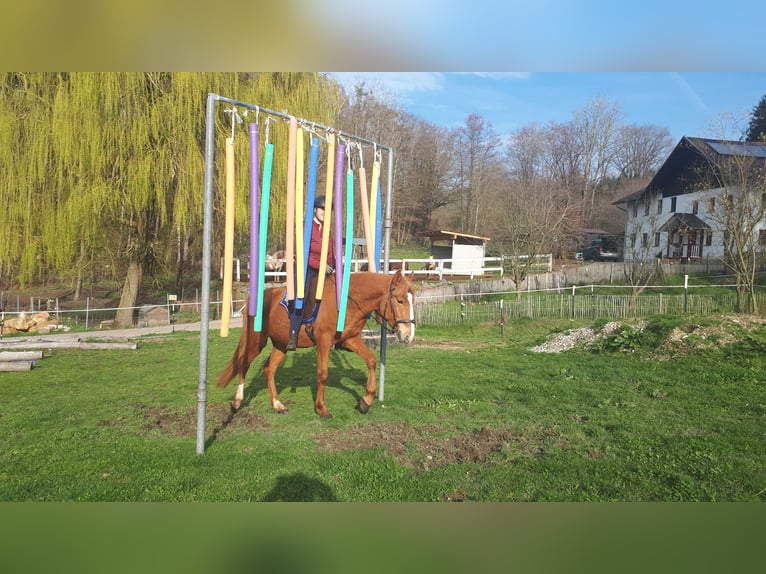 Altri pony/cavalli di piccola taglia Castrone 5 Anni 152 cm Sauro in Bayerbach