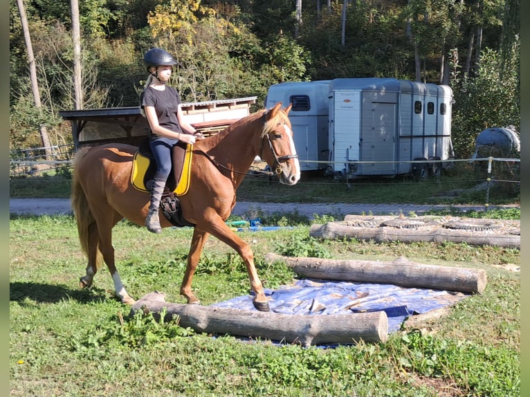 Altri pony/cavalli di piccola taglia Castrone 5 Anni 152 cm Sauro in Bayerbach