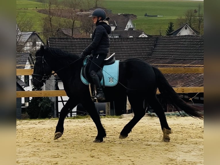 Altri pony/cavalli di piccola taglia Mix Castrone 5 Anni 154 cm Morello in Meschede