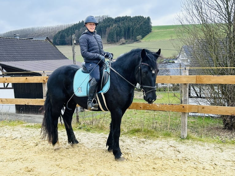 Altri pony/cavalli di piccola taglia Mix Castrone 5 Anni 154 cm Morello in Meschede