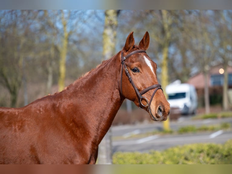 Altri pony/cavalli di piccola taglia Castrone 5 Anni 156 cm Sauro in GROTE-BROGEL