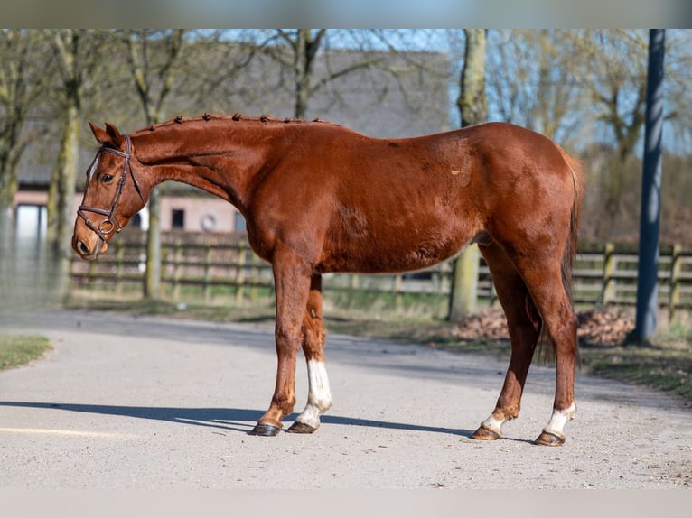 Altri pony/cavalli di piccola taglia Castrone 5 Anni 156 cm Sauro in GROTE-BROGEL