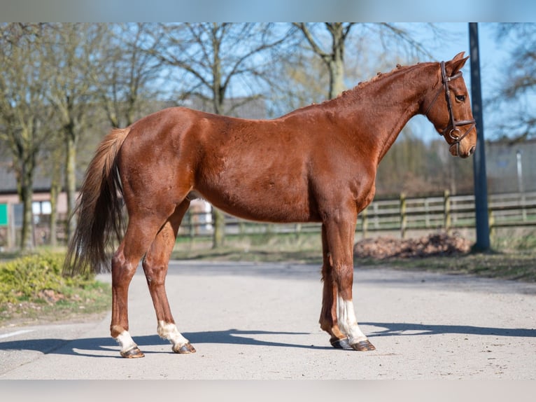 Altri pony/cavalli di piccola taglia Castrone 5 Anni 156 cm Sauro in GROTE-BROGEL