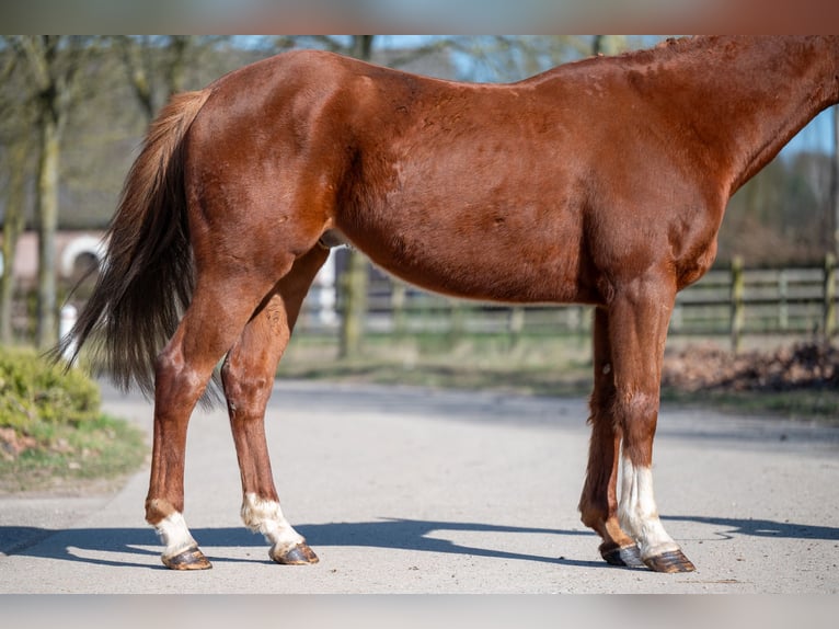 Altri pony/cavalli di piccola taglia Castrone 5 Anni 156 cm Sauro in GROTE-BROGEL