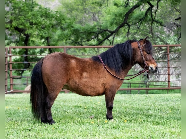 Altri pony/cavalli di piccola taglia Castrone 5 Anni 81 cm Baio ciliegia in Fergus Falls, MN