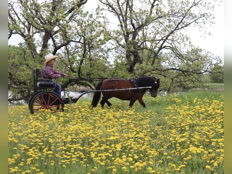 Altri pony/cavalli di piccola taglia Castrone 5 Anni 81 cm Baio ciliegia in Fergus Falls, MN