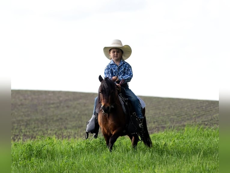 Altri pony/cavalli di piccola taglia Castrone 5 Anni 81 cm Baio ciliegia in Fergus Falls, MN