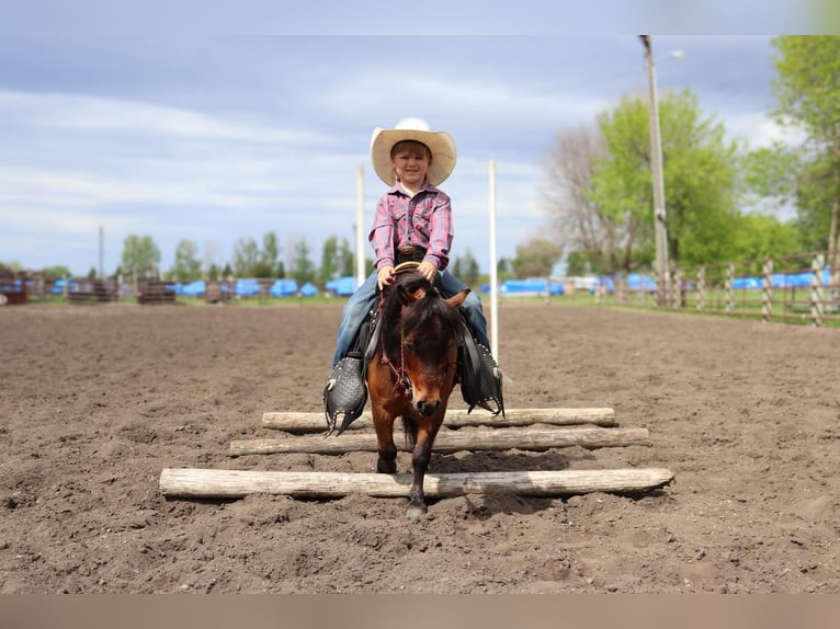 Altri pony/cavalli di piccola taglia Castrone 5 Anni 81 cm Baio ciliegia in Fergus Falls, MN