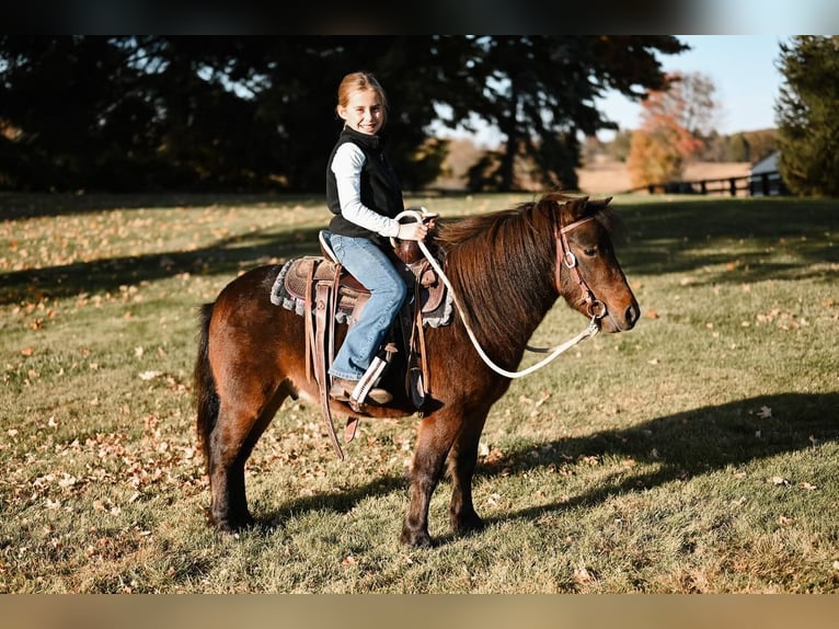 Altri pony/cavalli di piccola taglia Castrone 5 Anni 89 cm Baio ciliegia in Dalton, OH