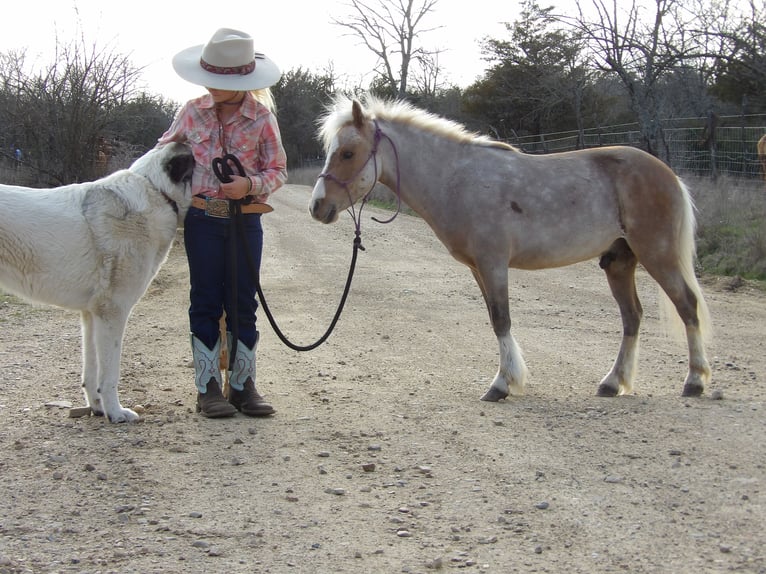 Altri pony/cavalli di piccola taglia Castrone 5 Anni 91 cm Palomino in Antlers, OK