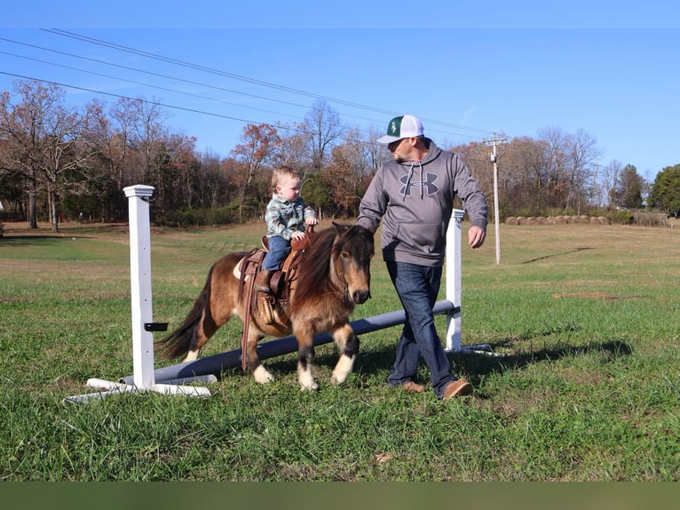 Altri pony/cavalli di piccola taglia Castrone 5 Anni 94 cm Pelle di daino in Auburn