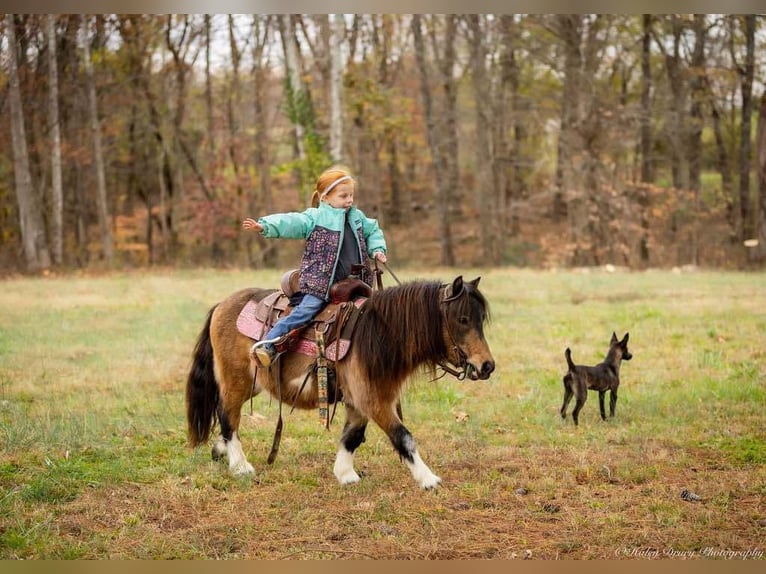 Altri pony/cavalli di piccola taglia Castrone 5 Anni 94 cm Pelle di daino in Auburn