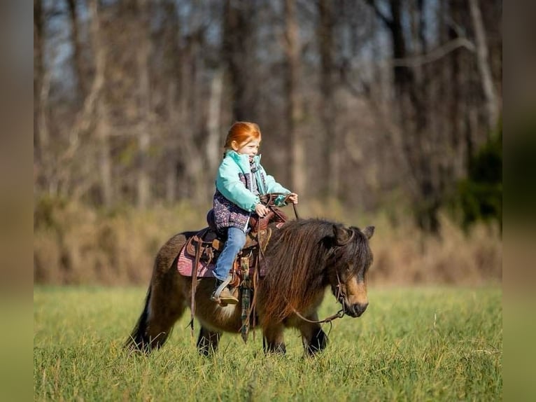 Altri pony/cavalli di piccola taglia Castrone 5 Anni 94 cm Pelle di daino in Auburn