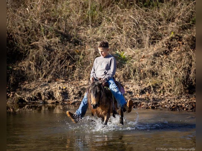 Altri pony/cavalli di piccola taglia Castrone 5 Anni 94 cm Pelle di daino in Auburn