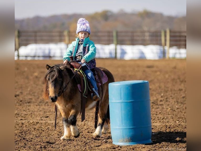 Altri pony/cavalli di piccola taglia Castrone 5 Anni 94 cm Pelle di daino in Auburn