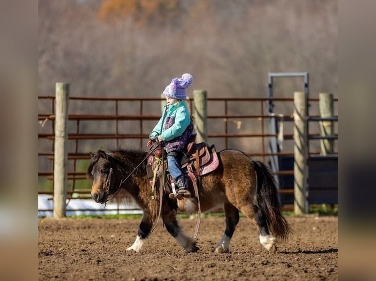 Altri pony/cavalli di piccola taglia Castrone 5 Anni 94 cm Pelle di daino in Auburn